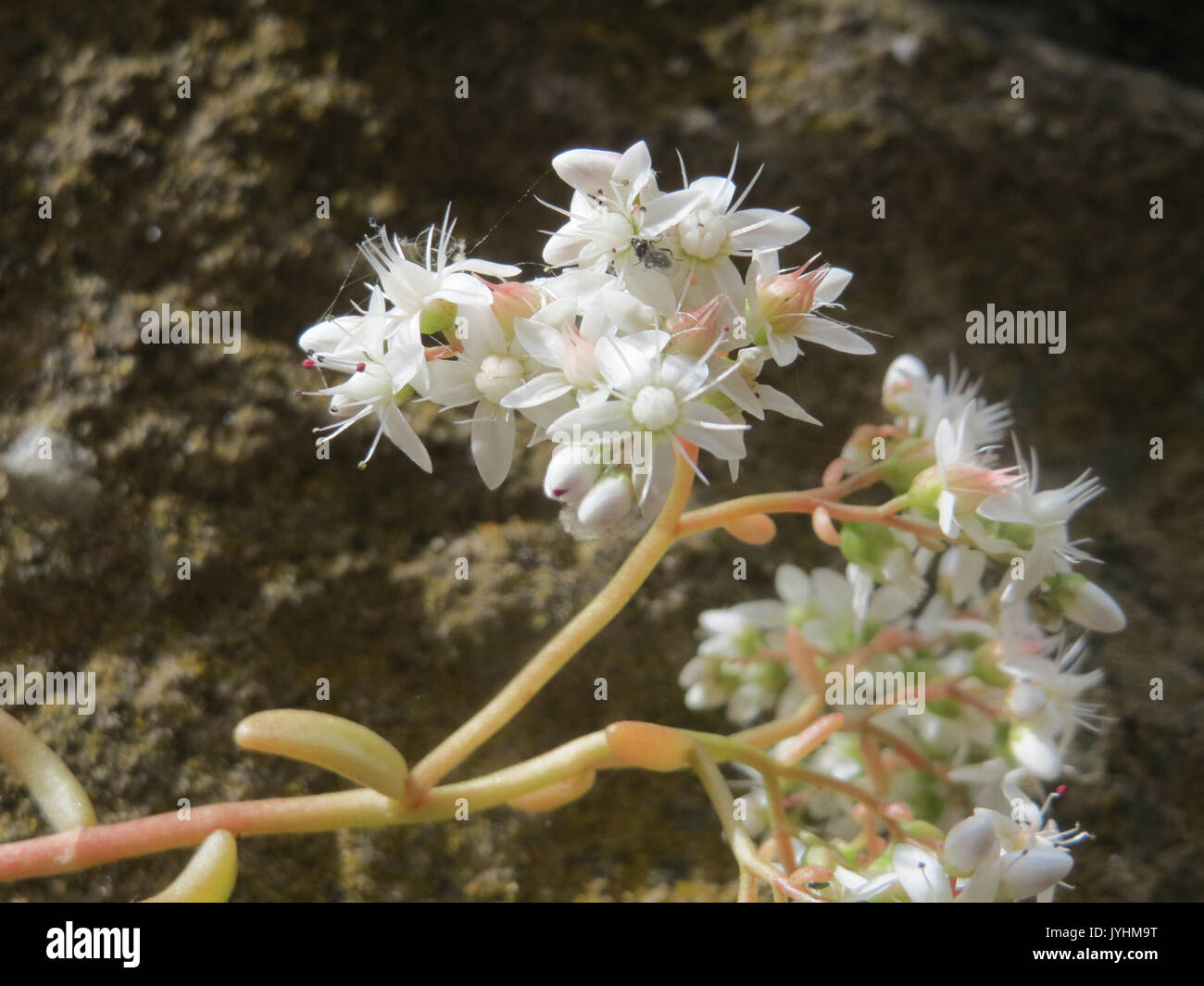 20160614Sedum album1 Foto Stock
