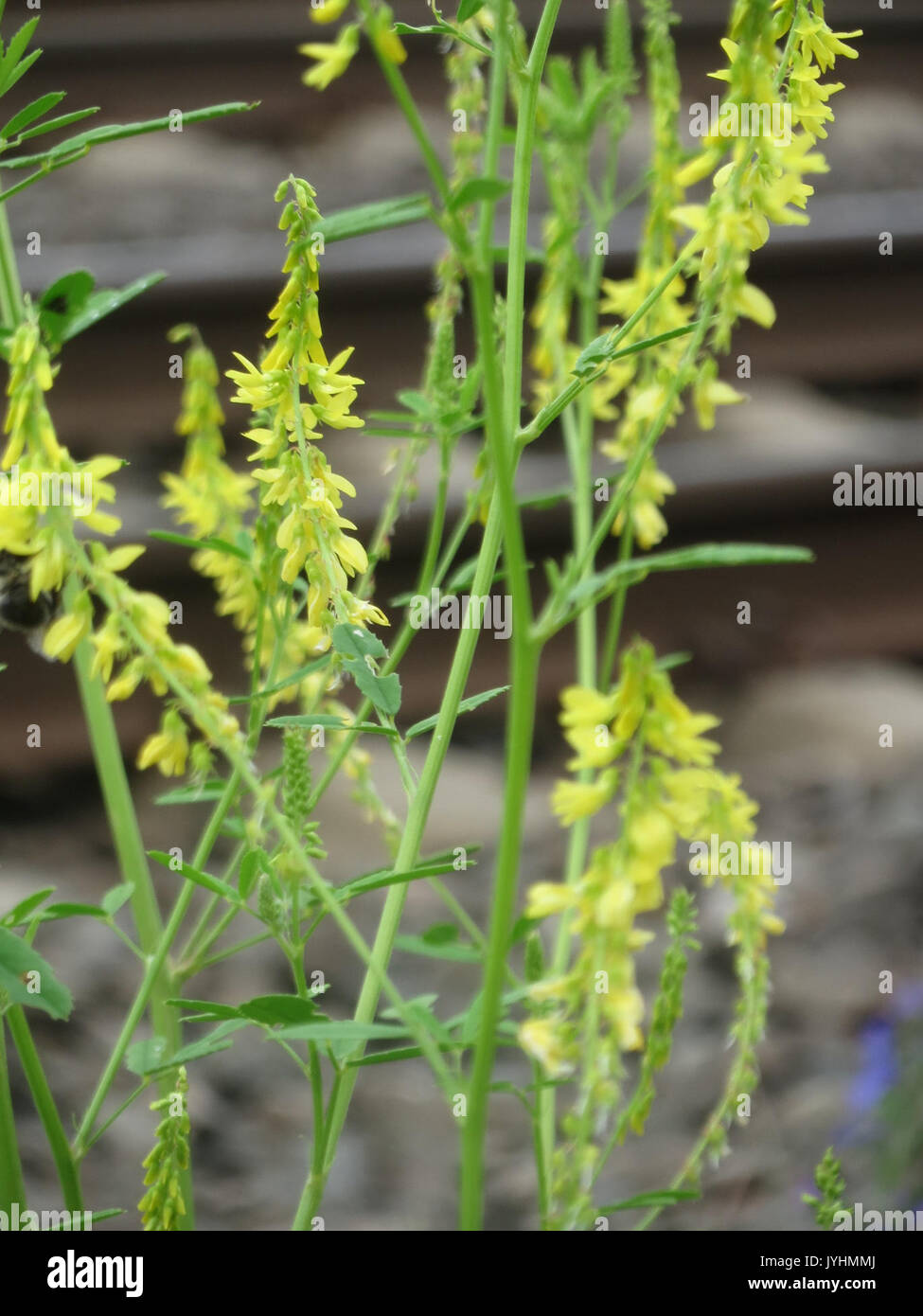 20160621Melilotus officinalis2 Foto Stock