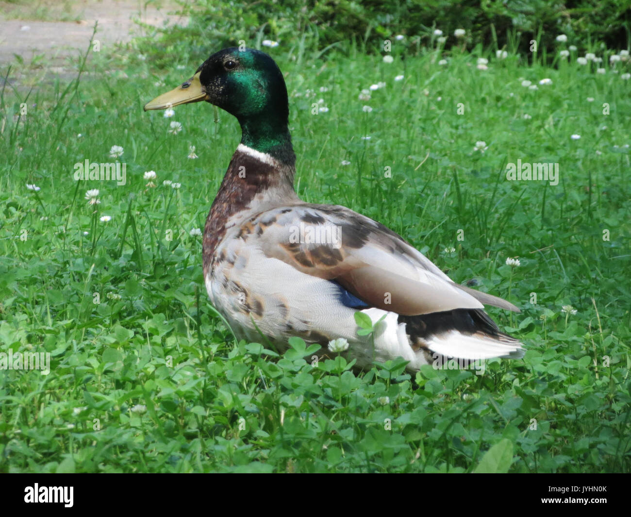 20160624Anas platyrhynchos1 Foto Stock