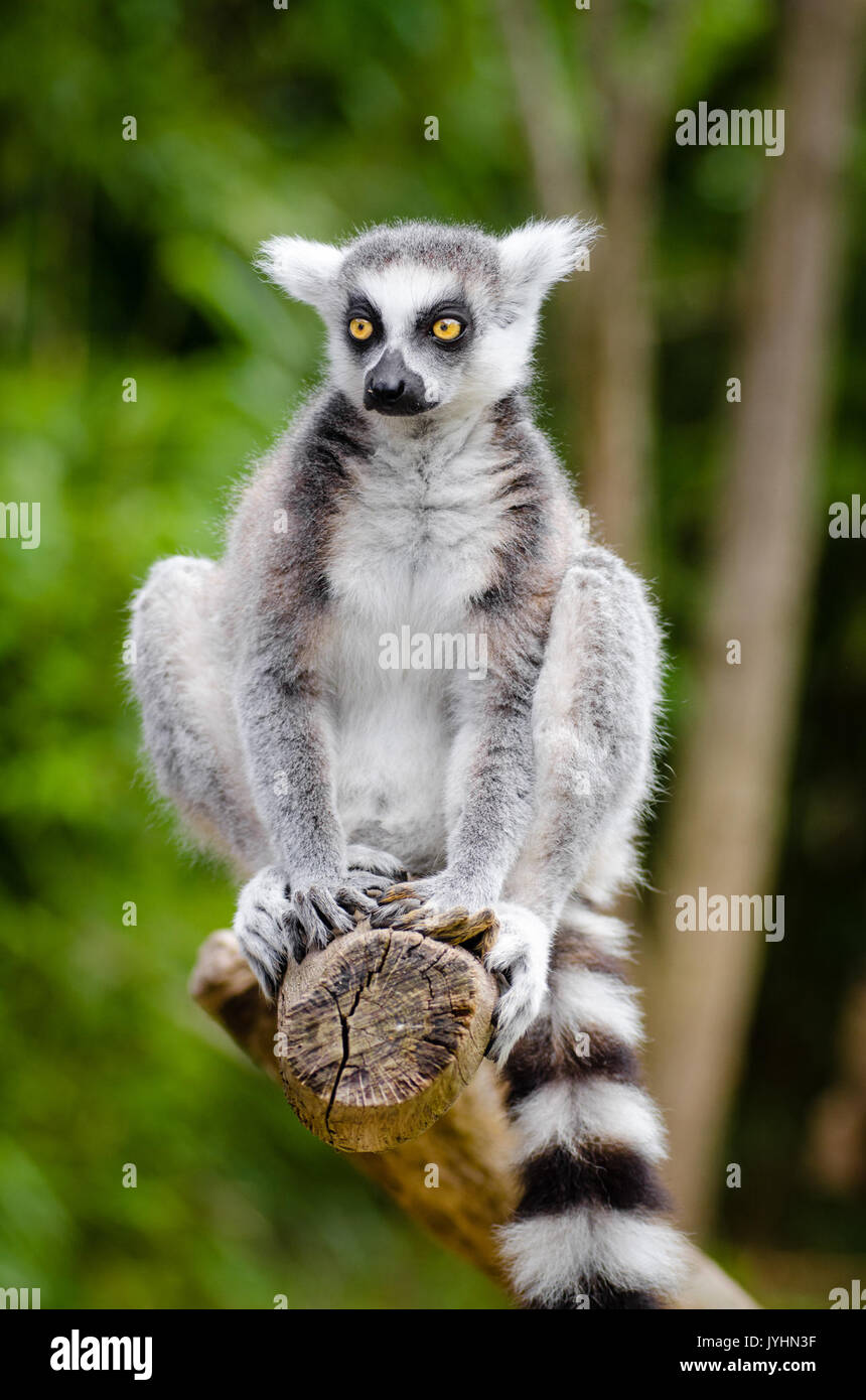 20160626 Duisburg 254 (29626118131) Foto Stock