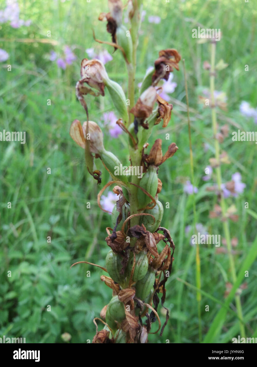 20160627Himantoglossum hircinum1 Foto Stock