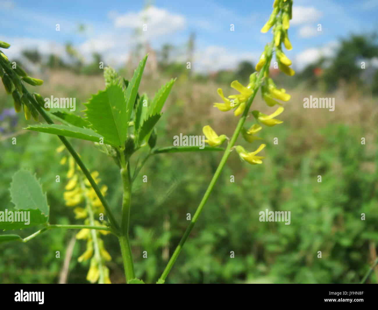 20160629Melilotus officinalis1 Foto Stock