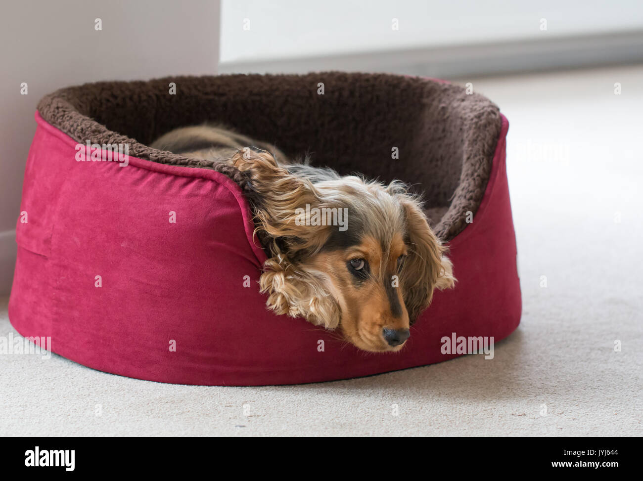 Otto-mese-vecchio inglese mostra Cocker Spaniel cucciolo, giacenti nel letto del cane con la testa e le zampe sul lato. Guardando lateralmente alla fotocamera. Foto Stock