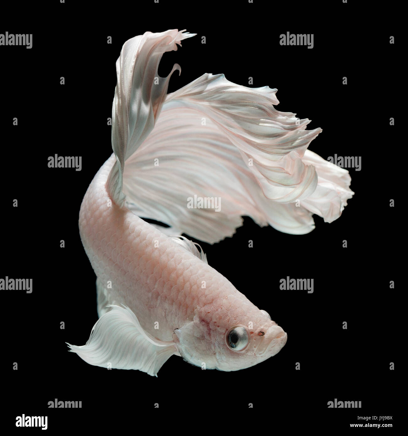 Betta pesce, siamese fighting fish 'Half moon" isolato su sfondo nero in movimento belle foto macro Foto Stock