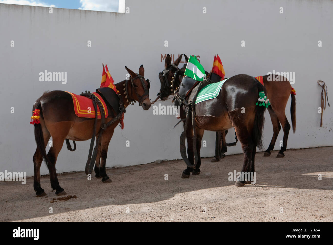 Trascinando i muli nel cortile dei cavalli della corrida di Pozoblanco, provincia di Cordoba, Spagna Foto Stock