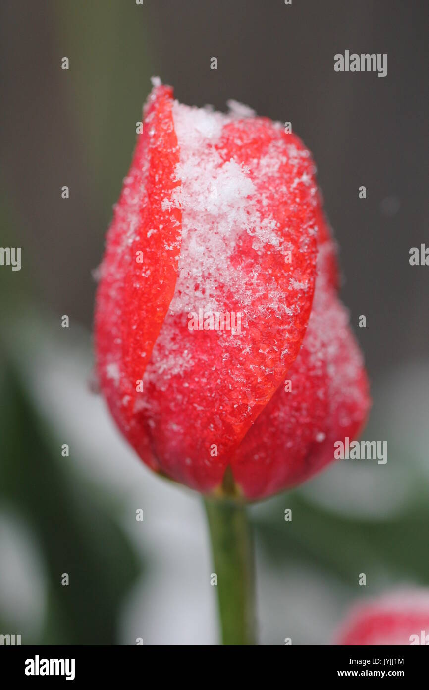 Red tulip spolverato di neve Foto Stock