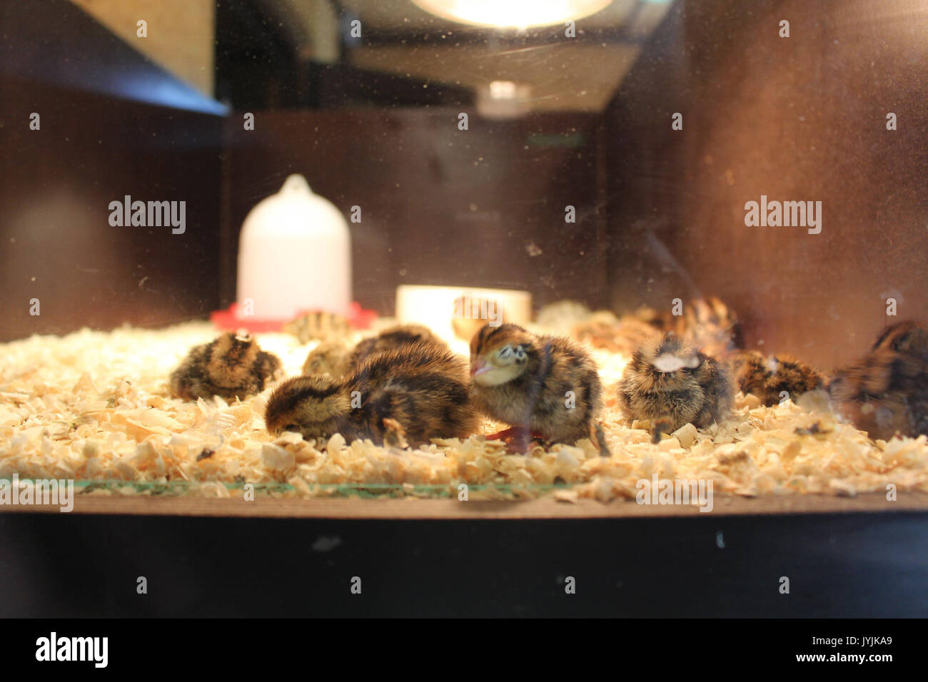 20160708 IMG 2201 (28906403121) Foto Stock