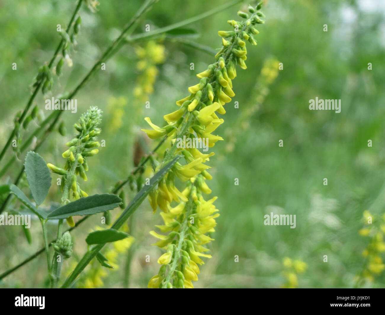 20160711Melilotus officinalis1 Foto Stock