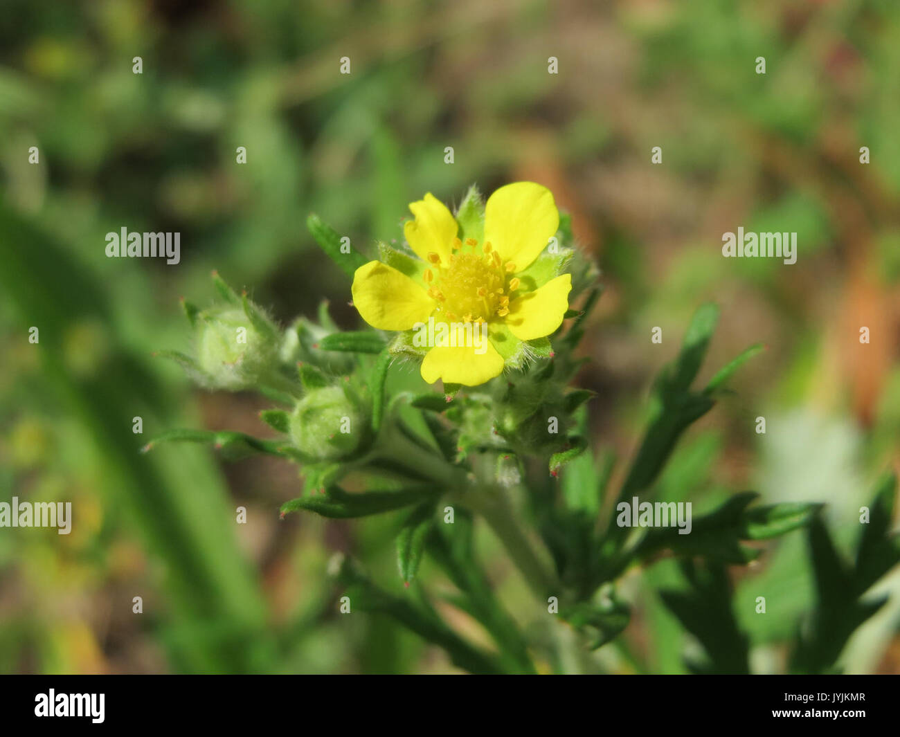 20160716Potentilla argentea3 Foto Stock