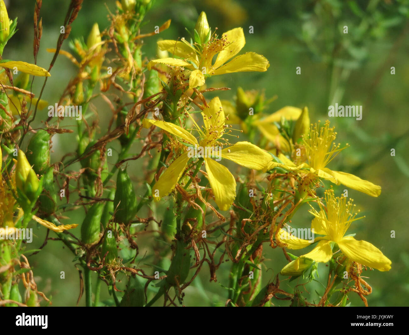20160717Hypericum perforatum1 Foto Stock