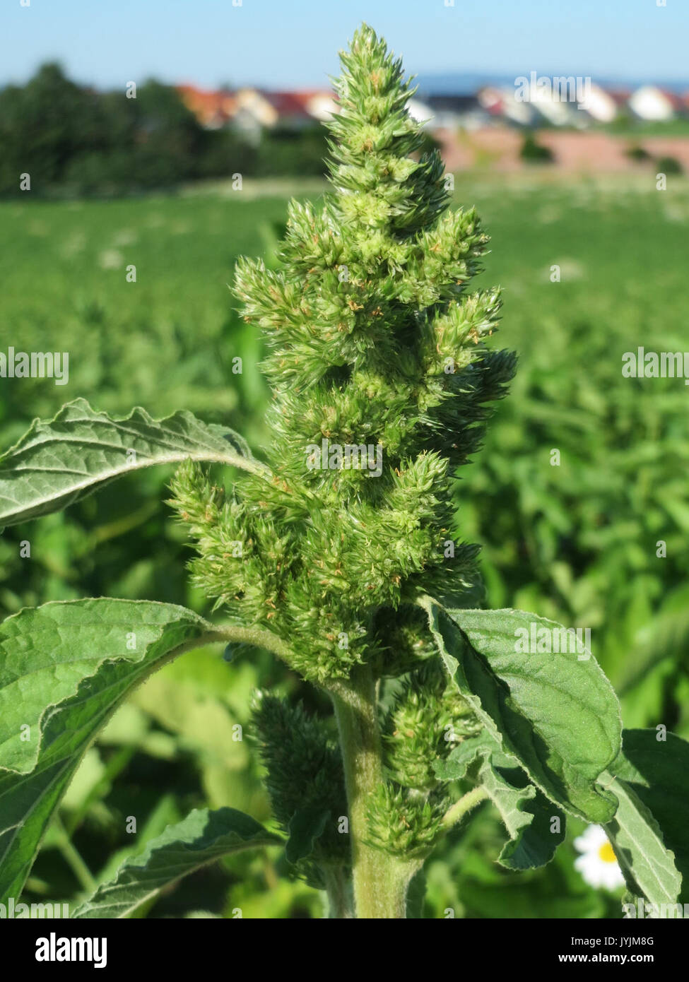 20160719Amaranthus retroflexus1 Foto Stock