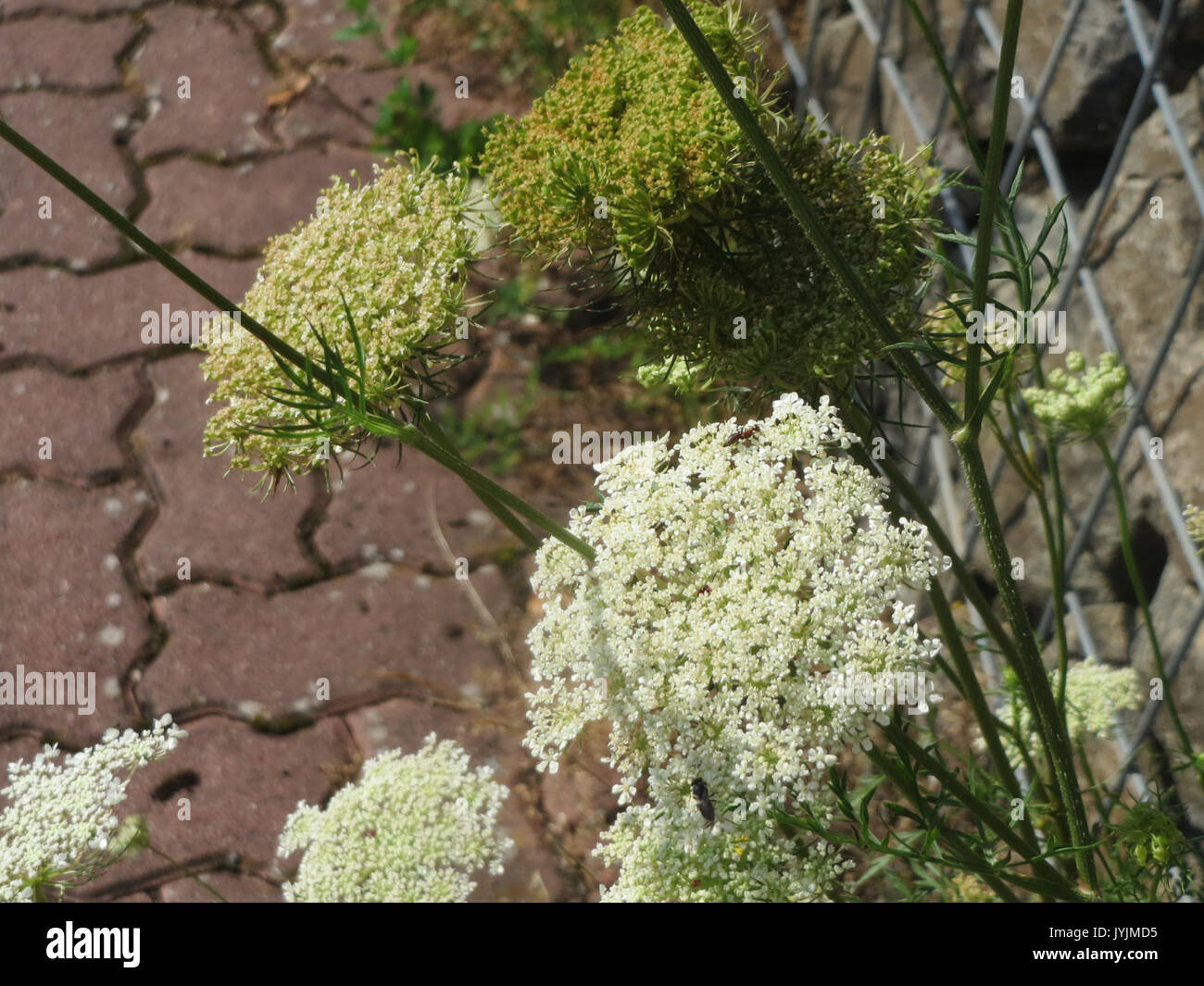 20160721Daucus carota4 Foto Stock