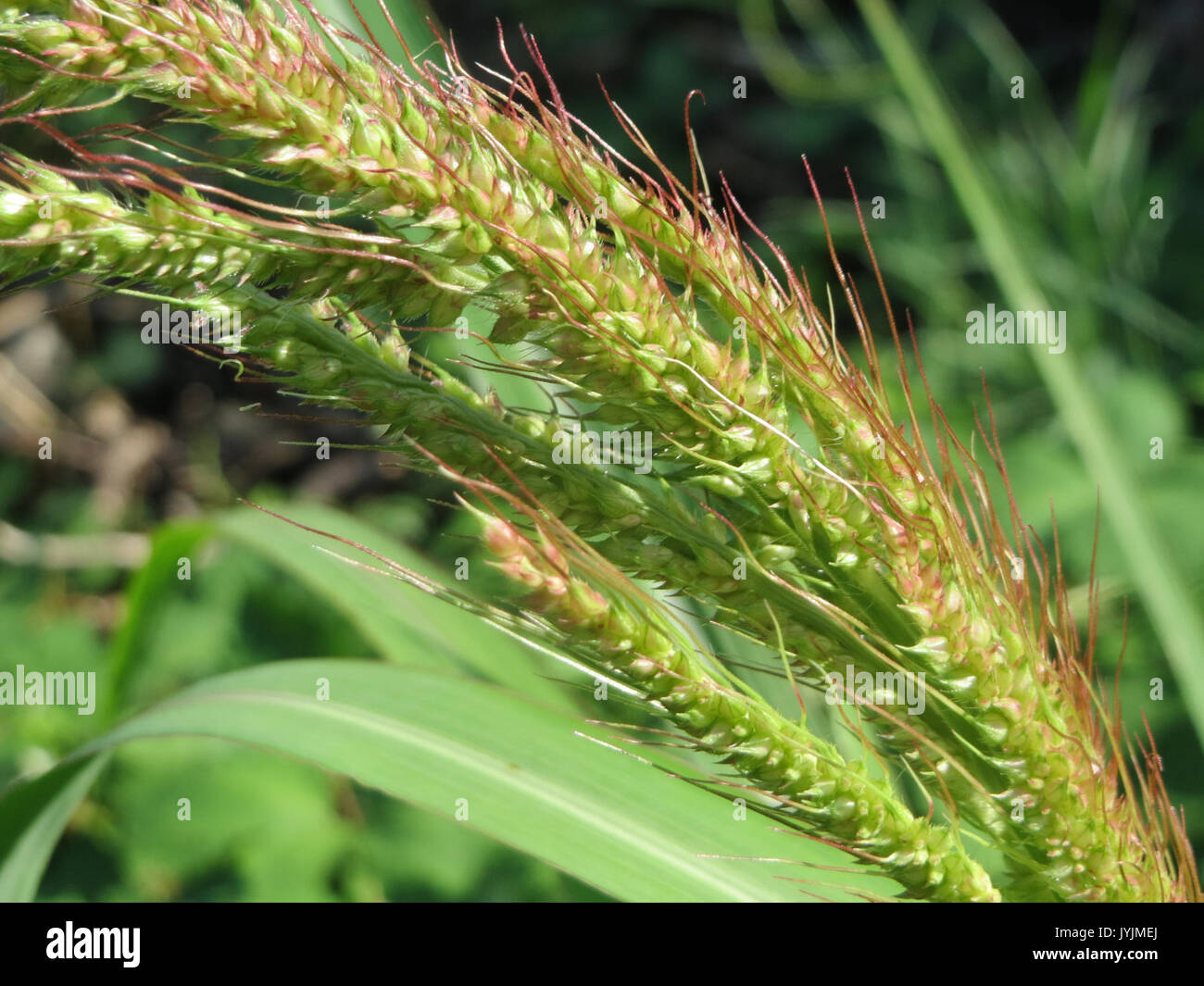 20160721Echinochloa crus galli3 Foto Stock