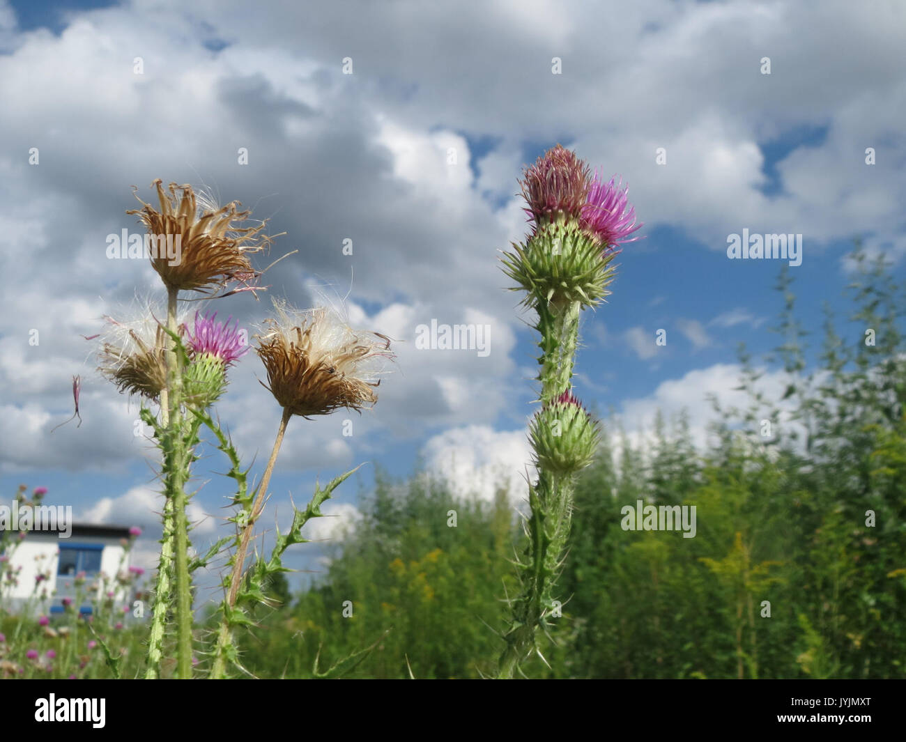 20160729Carduus acanthoides4 Foto Stock