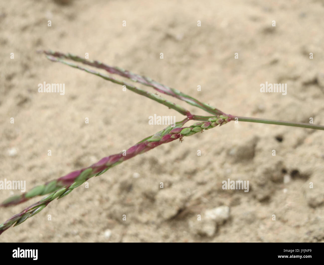 20160810Digitaria sanguinalis2 Foto Stock
