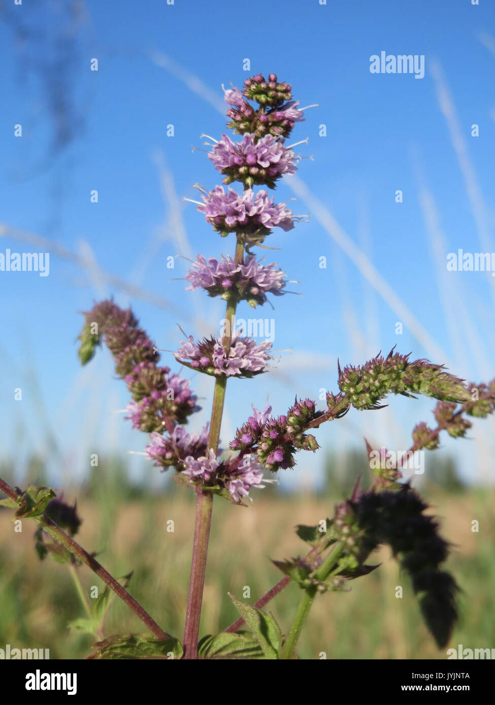 20160813Mentha spicata8 Foto Stock