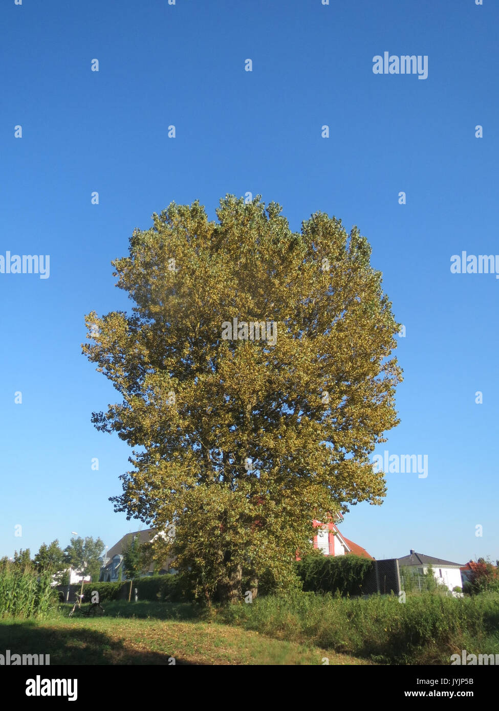 Populus x canadensis, comunemente noto come pioppo canadese, è una specie di alberi ibridi conosciuta per la sua rapida crescita e la sua statura elevata. È spesso utilizzato nel paesaggio urbano e come vento in varie regioni. Foto Stock
