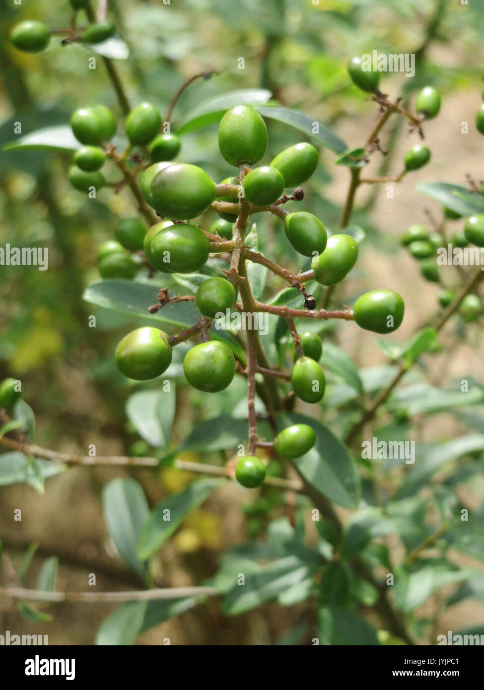 20160819Ligustrum vulgare1 Foto Stock