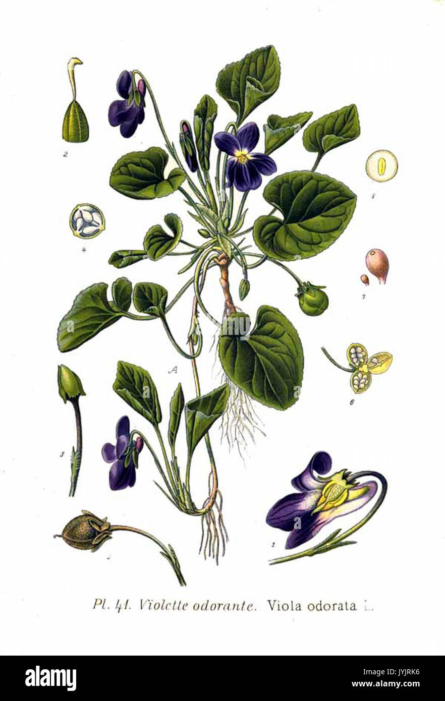 41 Viola odorata L Foto Stock