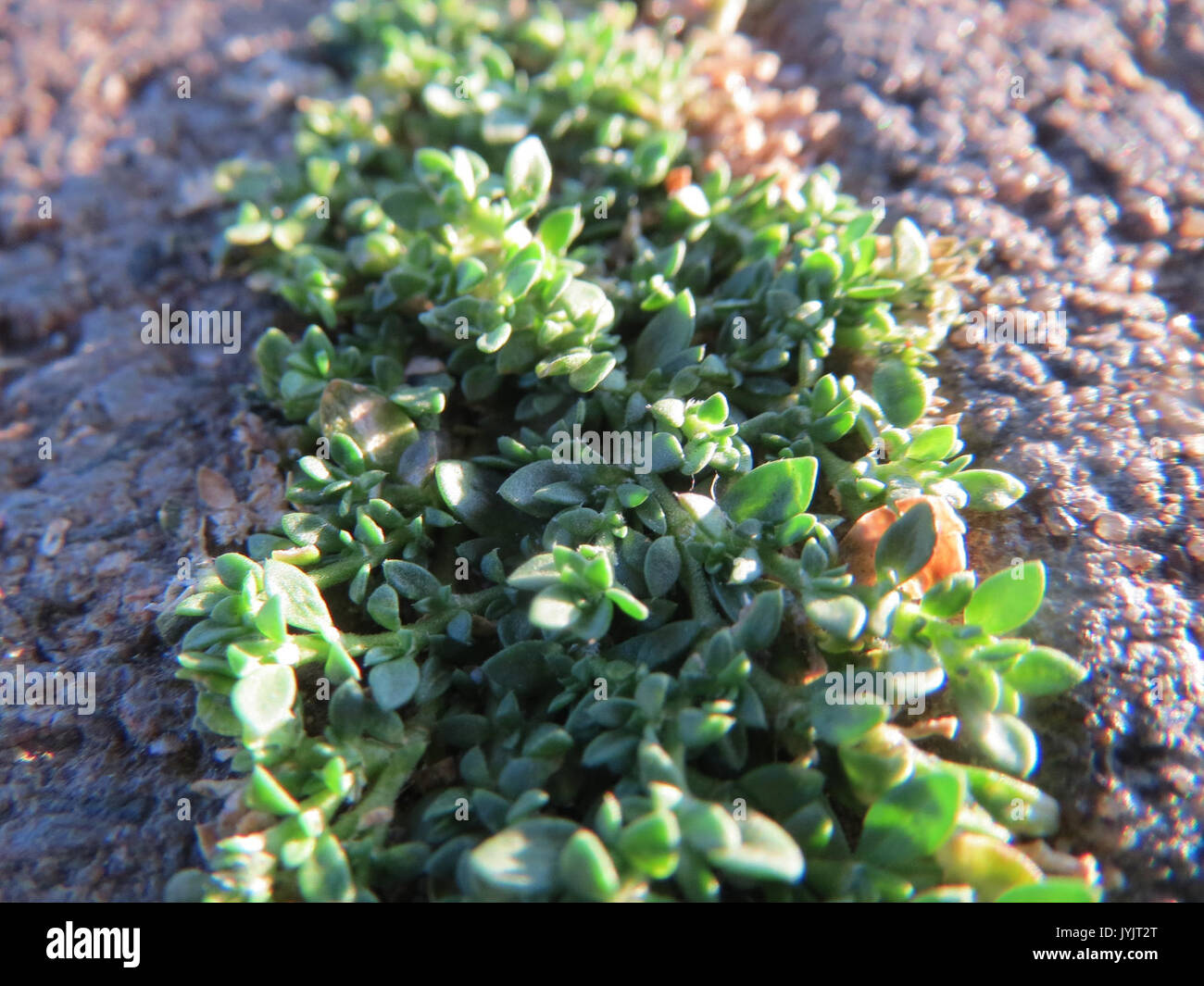 20160907Herniaria glabra2 Foto Stock