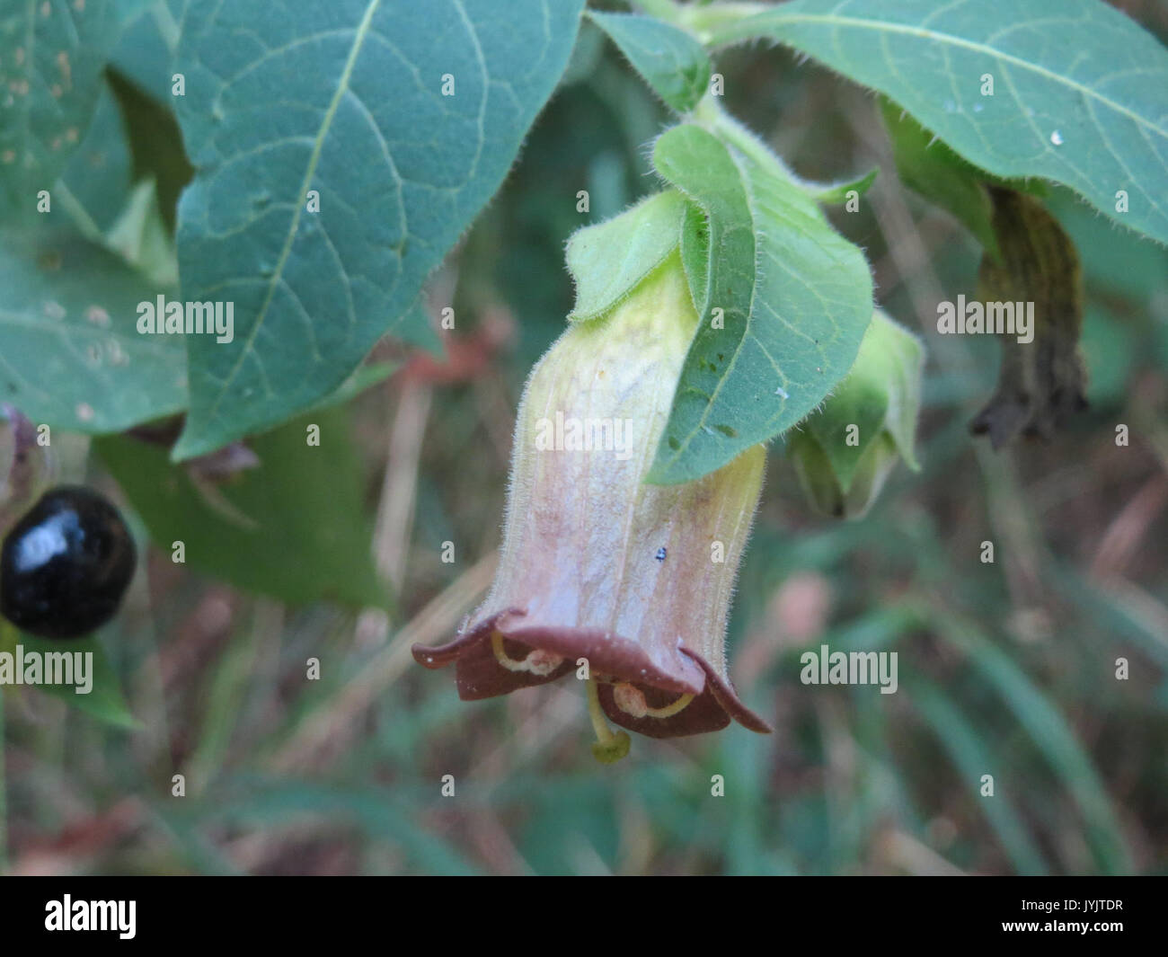 20160911Atropa belladonna1 Foto Stock