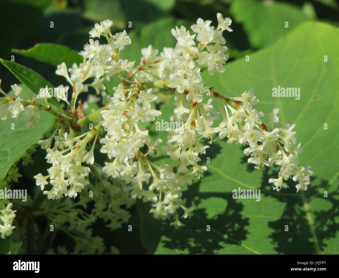20160922Fallopia japonica2 Foto Stock