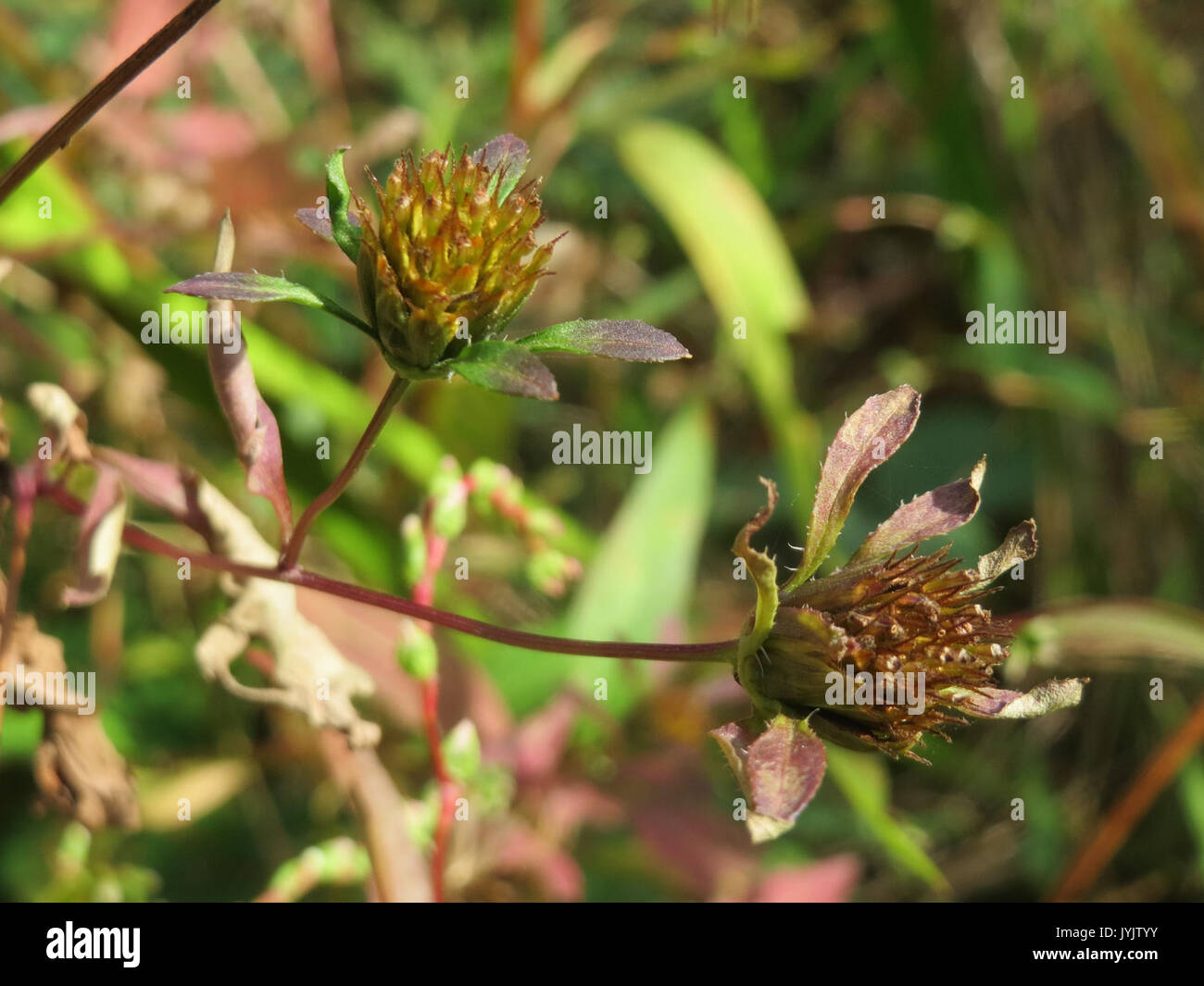 20160922Bidens tripartita3 Foto Stock