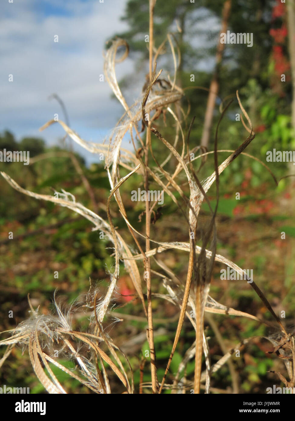 20161002Chamerion angustifolium3 Foto Stock
