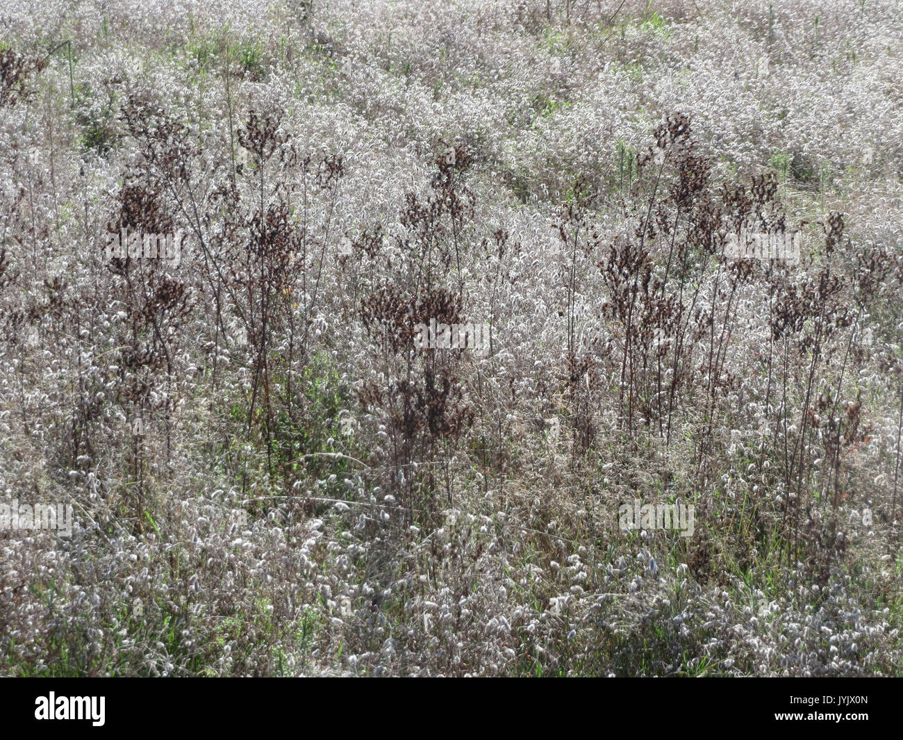 20161005Hypericum perforatum1 Foto Stock