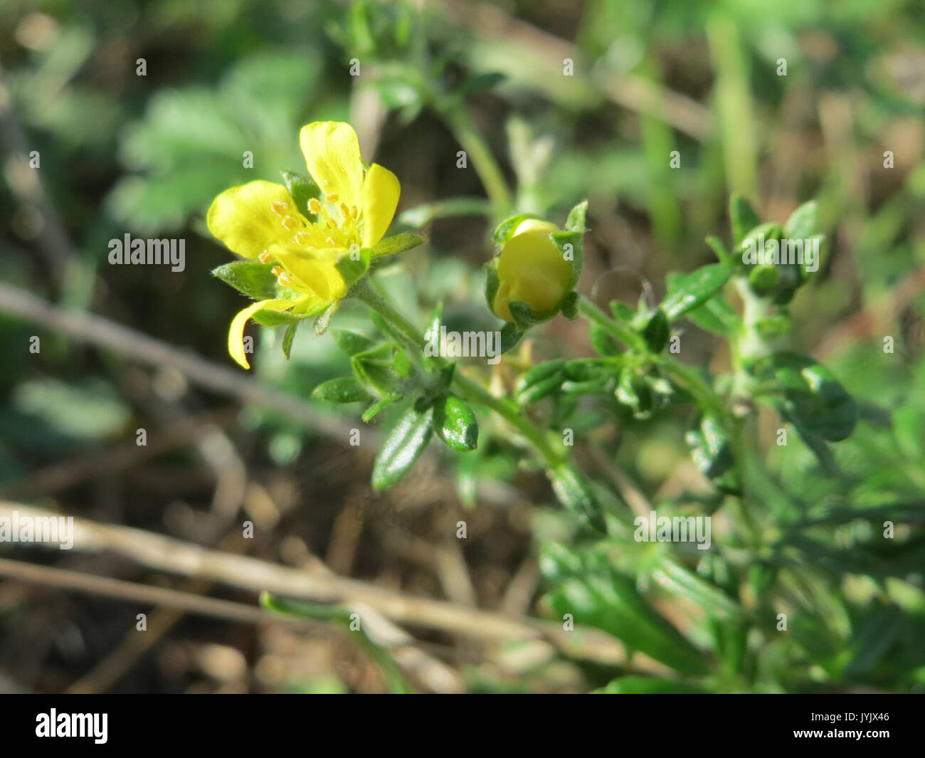 20161005Potentilla argentea3 Foto Stock