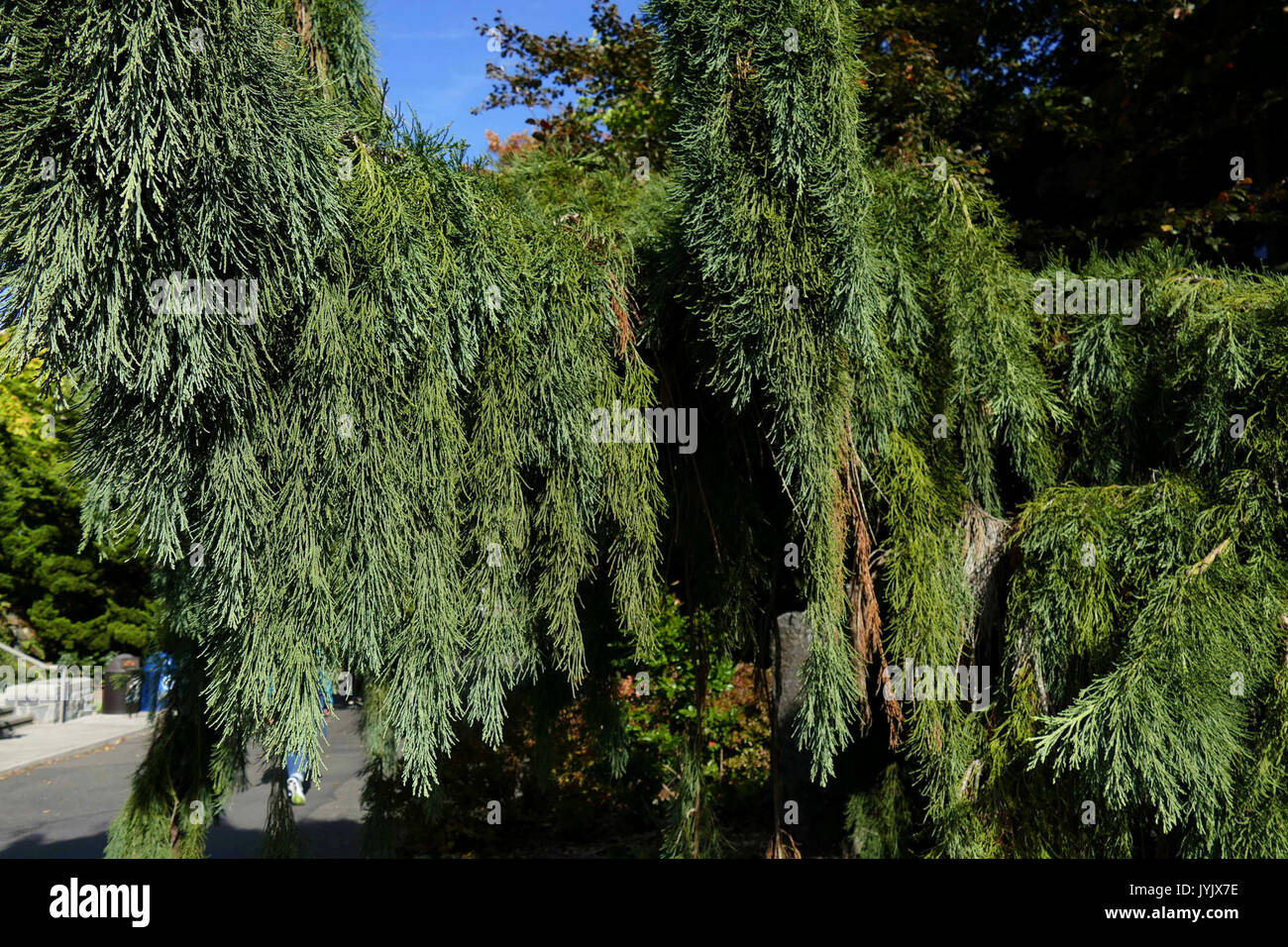 2016.10.12.110906 piangendo Sequoia Seattle University Seattle Washington STATI UNITI D'AMERICA Foto Stock