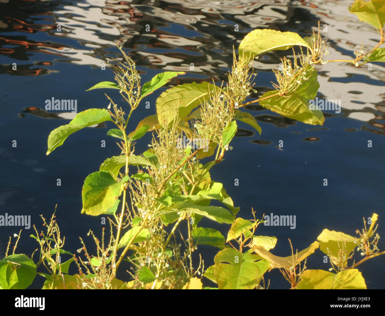 20161016Fallopia japonica2 Foto Stock