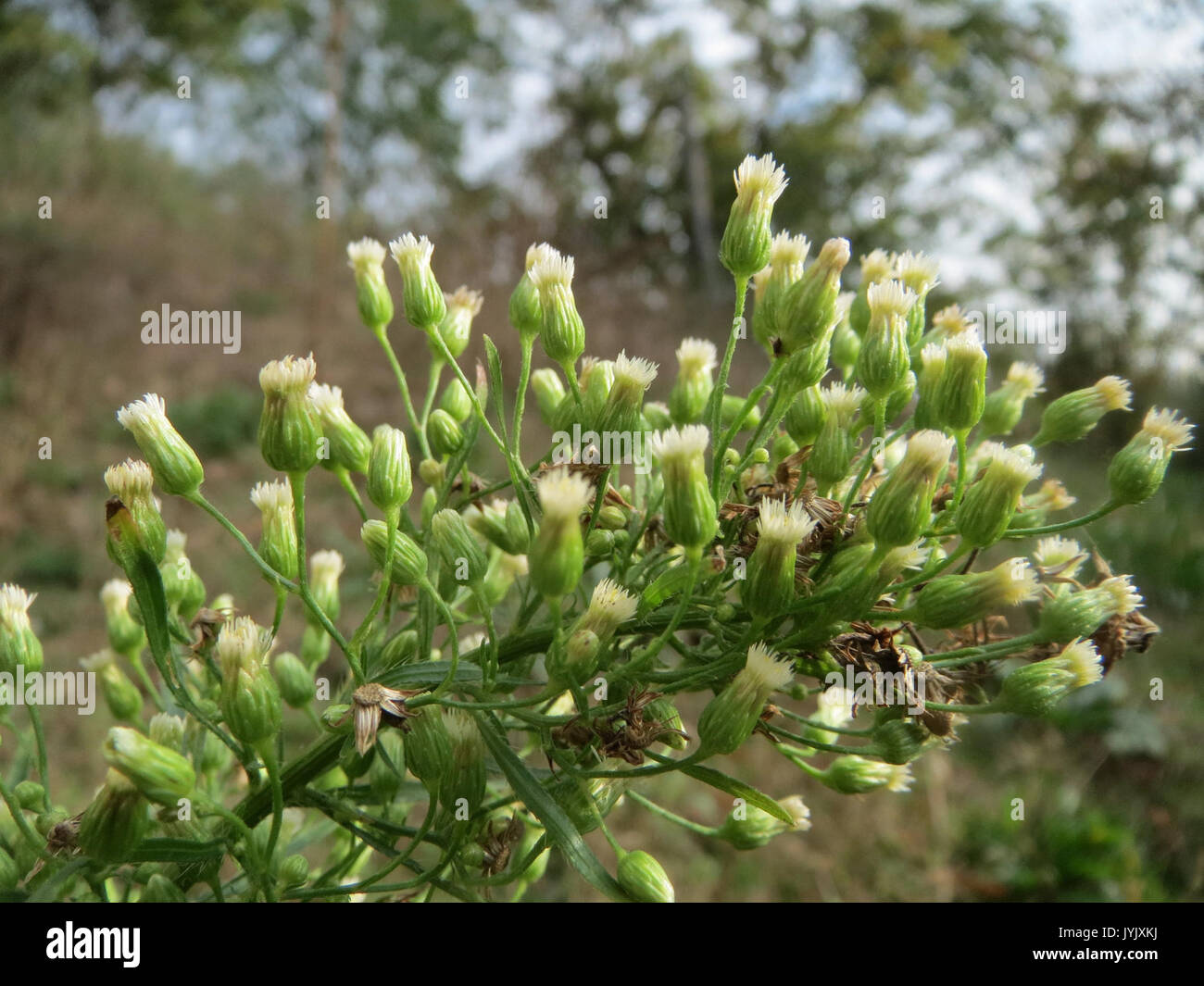 20161023Conyza canadensis2 Foto Stock
