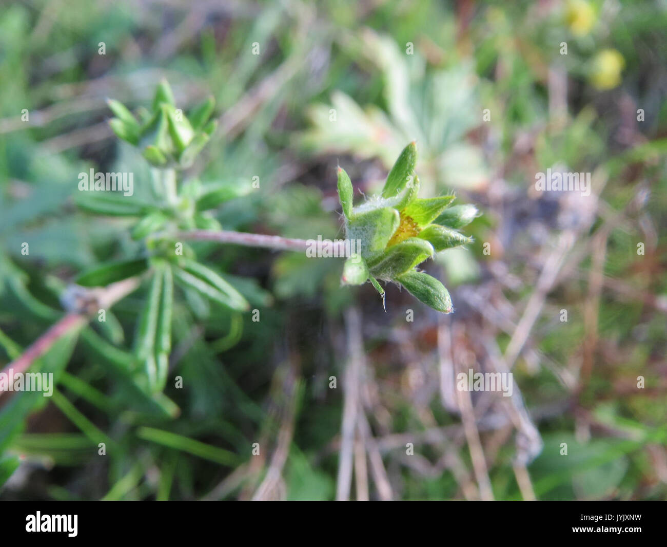 20161023Potentilla argentea1 Foto Stock