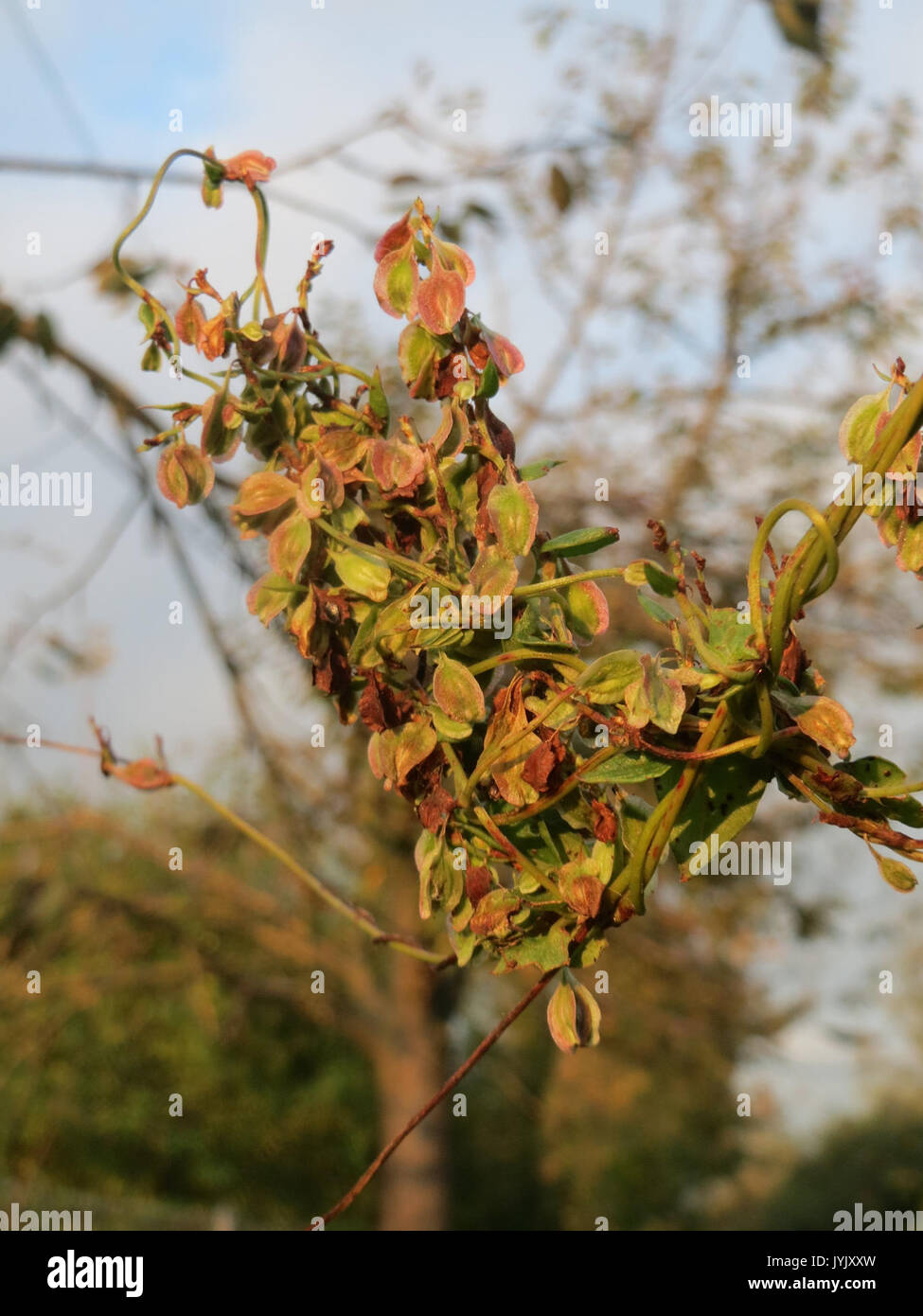 20161026Fallopia dumetorum2 Foto Stock