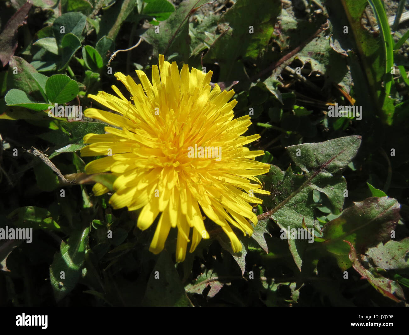 20161031Taraxacum sect Ruderalia Foto Stock