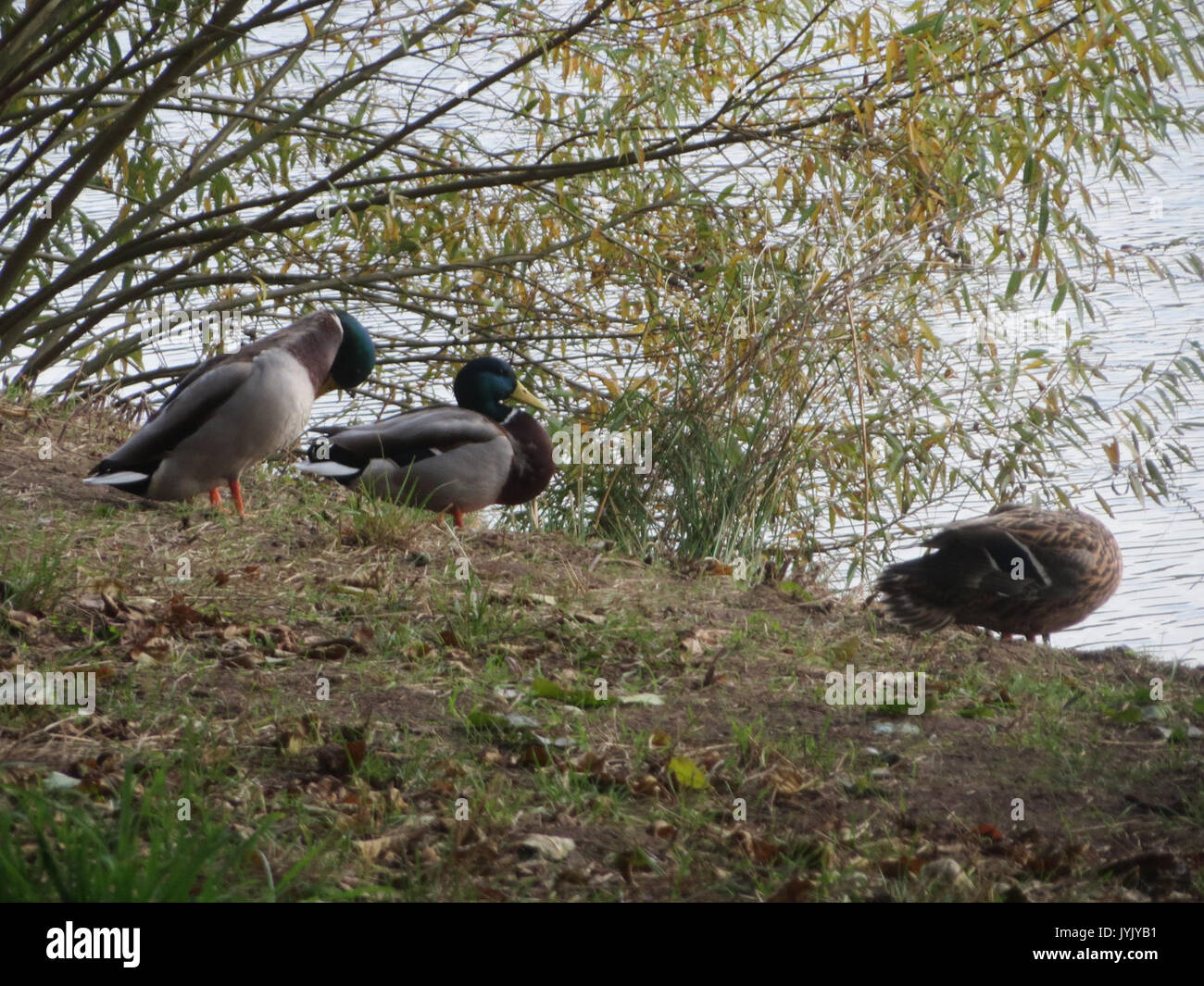 20161101Anas platyrhynchos Foto Stock