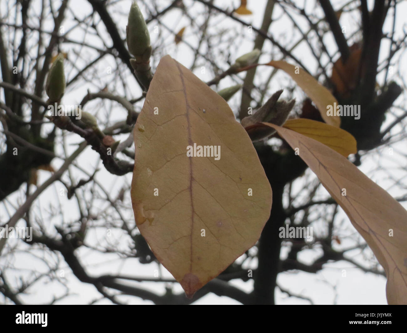 Questa fotografia mostra una *Magnolia x soulangeana*, una specie ibrida di magnolia nota per i suoi grandi fiori rosa-viola. E' un popolare albero ornamentale nei giardini, ammirato per la sua fioritura impressionante e il periodo di fioritura primaverile. Foto Stock