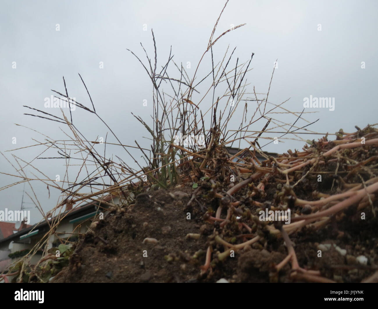 20161111Digitaria sanguinalis3 Foto Stock