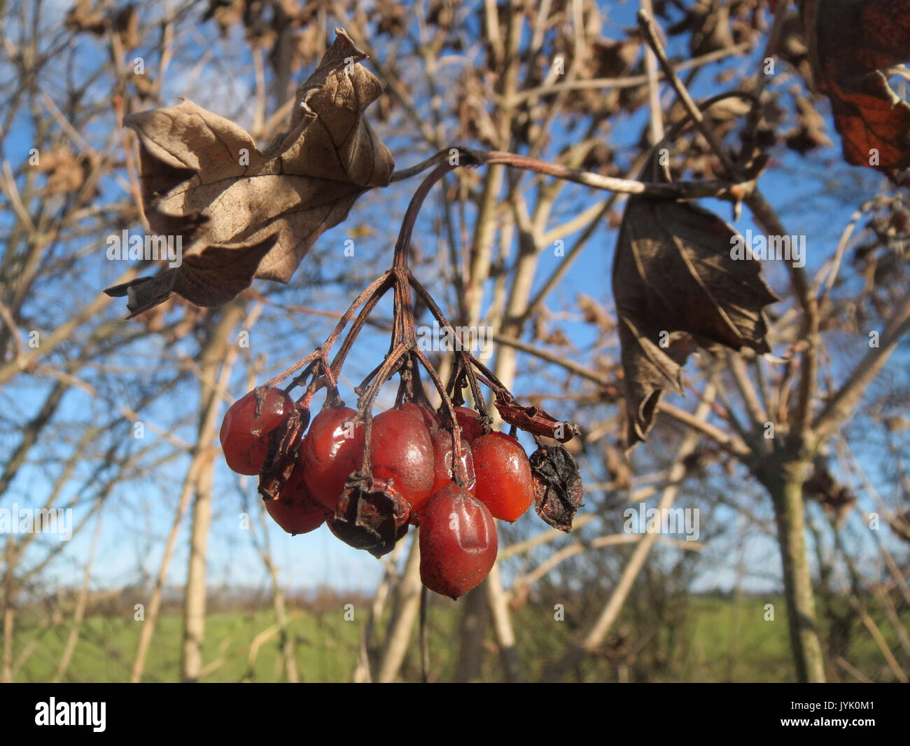 20161128Viburnum opulus2 Foto Stock