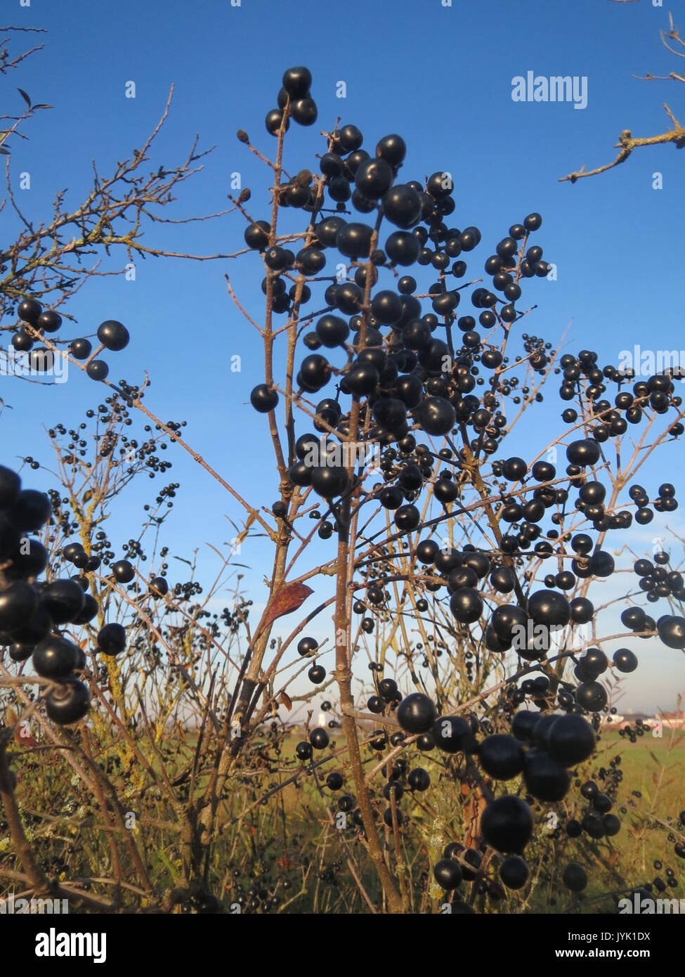 20161210Ligustrum vulgare1 Foto Stock