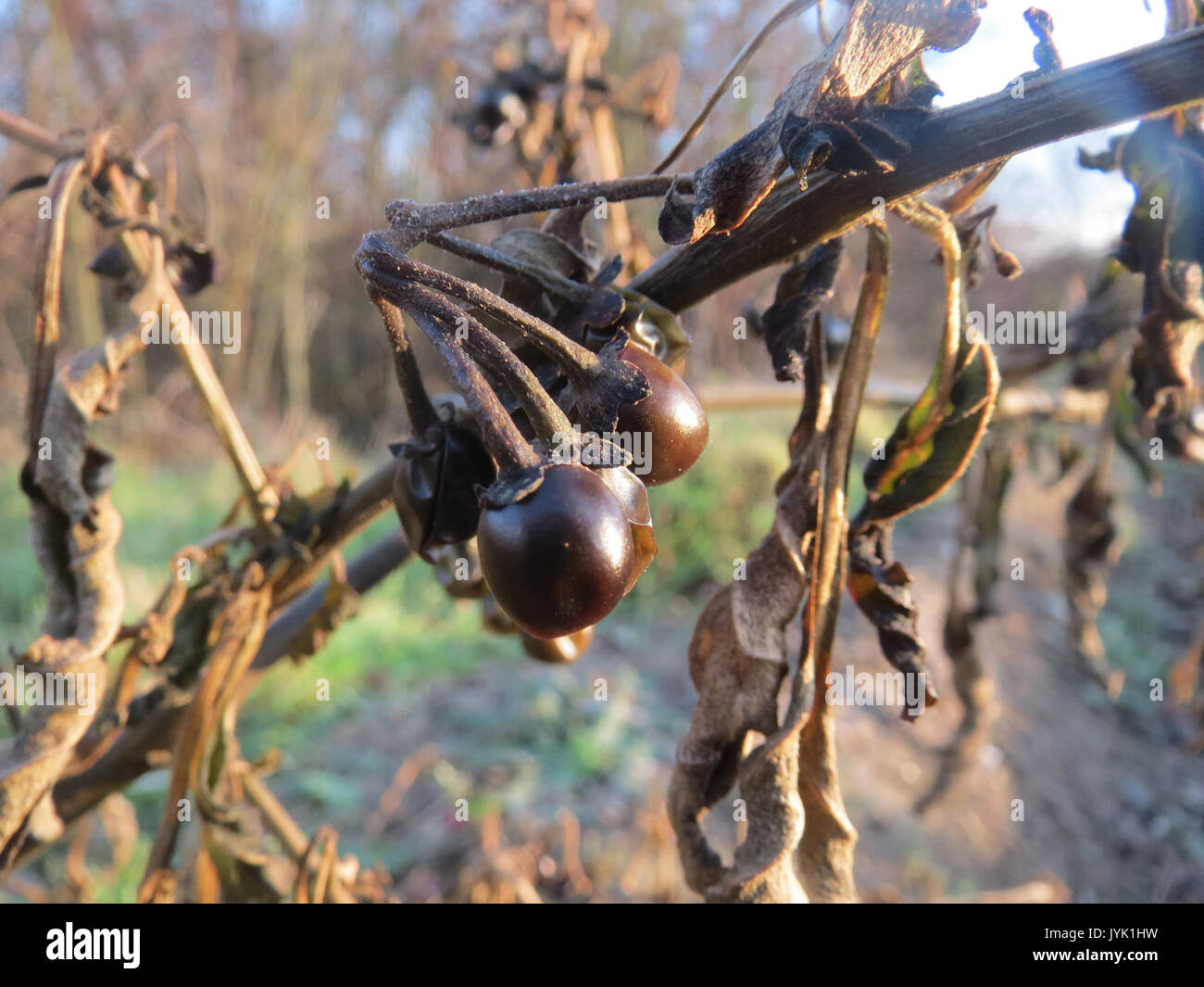 Il Solanum nigrum, comunemente noto come Black nightshade, è una specie di piante in fiore che si trova in molte parti del mondo. Questa immagine cattura le caratteristiche peculiari della pianta, tra cui le sue bacche scure e il fogliame verde. Foto Stock