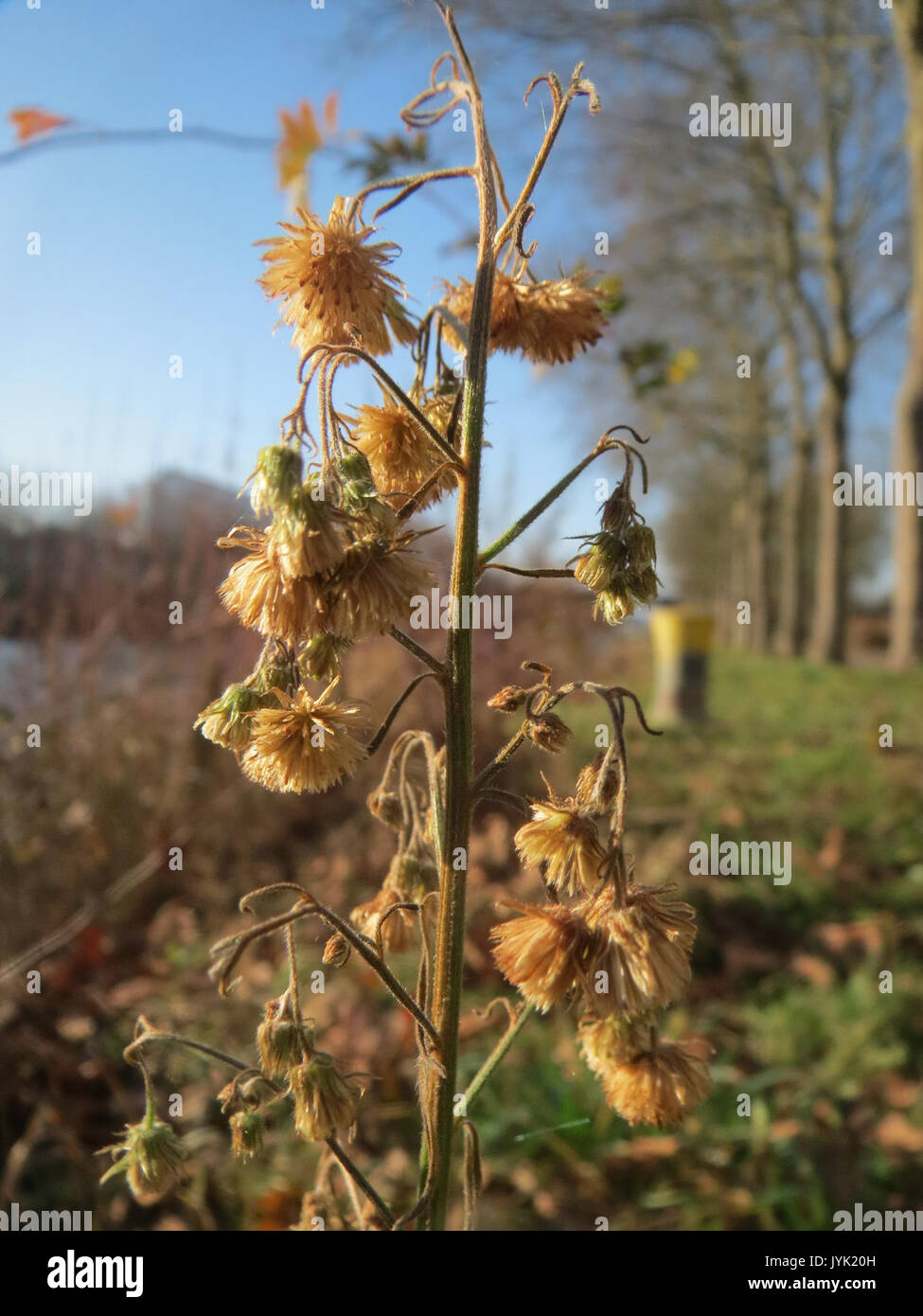 20161228Conyza canadensis Foto Stock