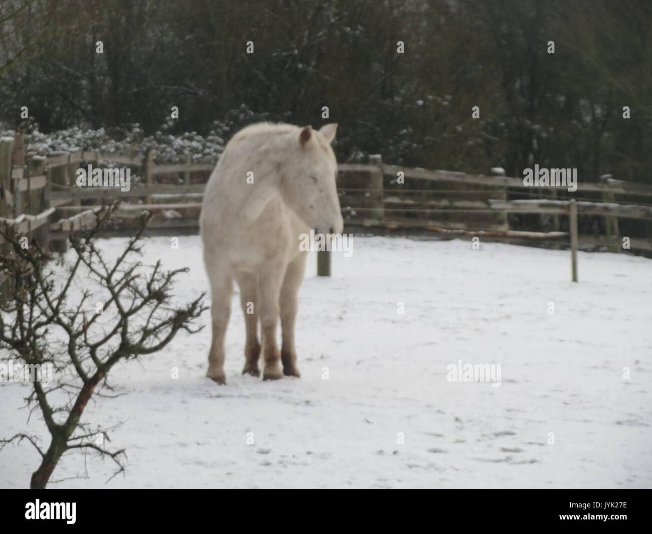 20170103Equus caballus1 Foto Stock