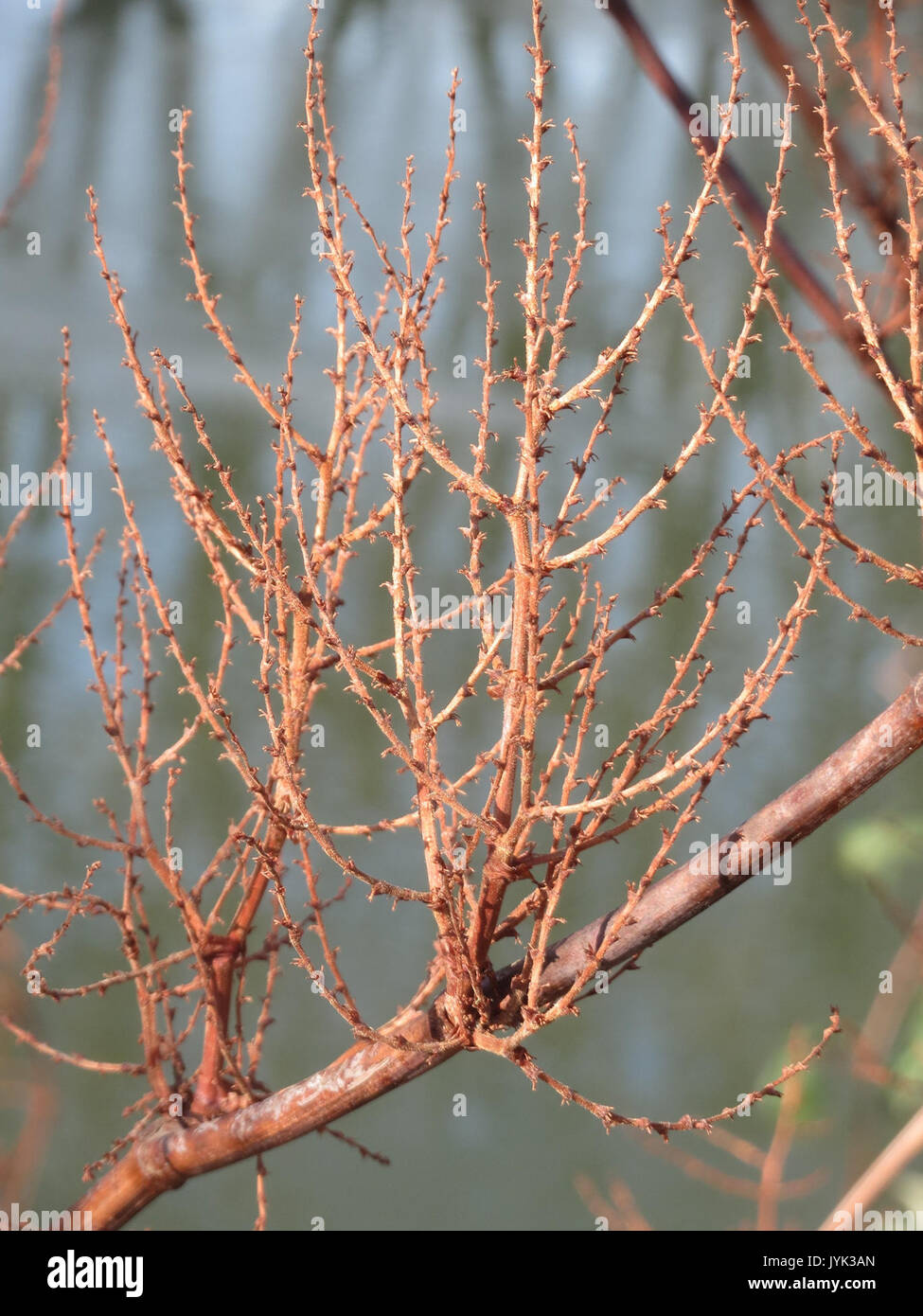 20170122Fallopia japonica2 Foto Stock