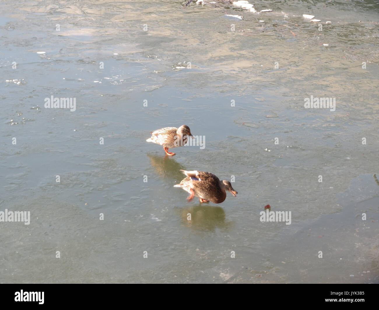 Questa immagine o documento presenta Anas platyrhynchos, comunemente nota come anatra domestica. È ampiamente riconosciuta per il suo vivace piumaggio ed è una delle anatre selvatiche più comuni in Nord America e in Europa. Foto Stock