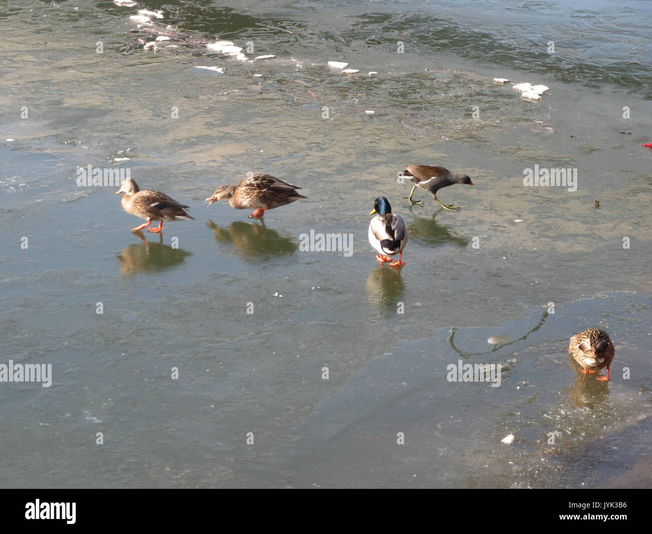 20170122Anas platyrhynchos3 Foto Stock