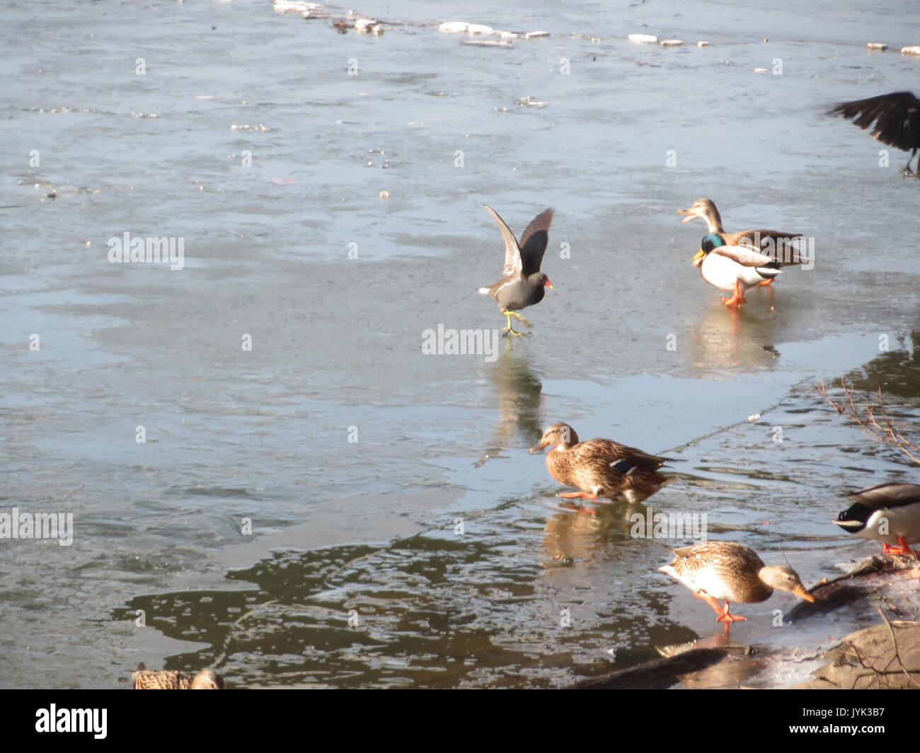 20170122Anas platyrhynchos4 Foto Stock