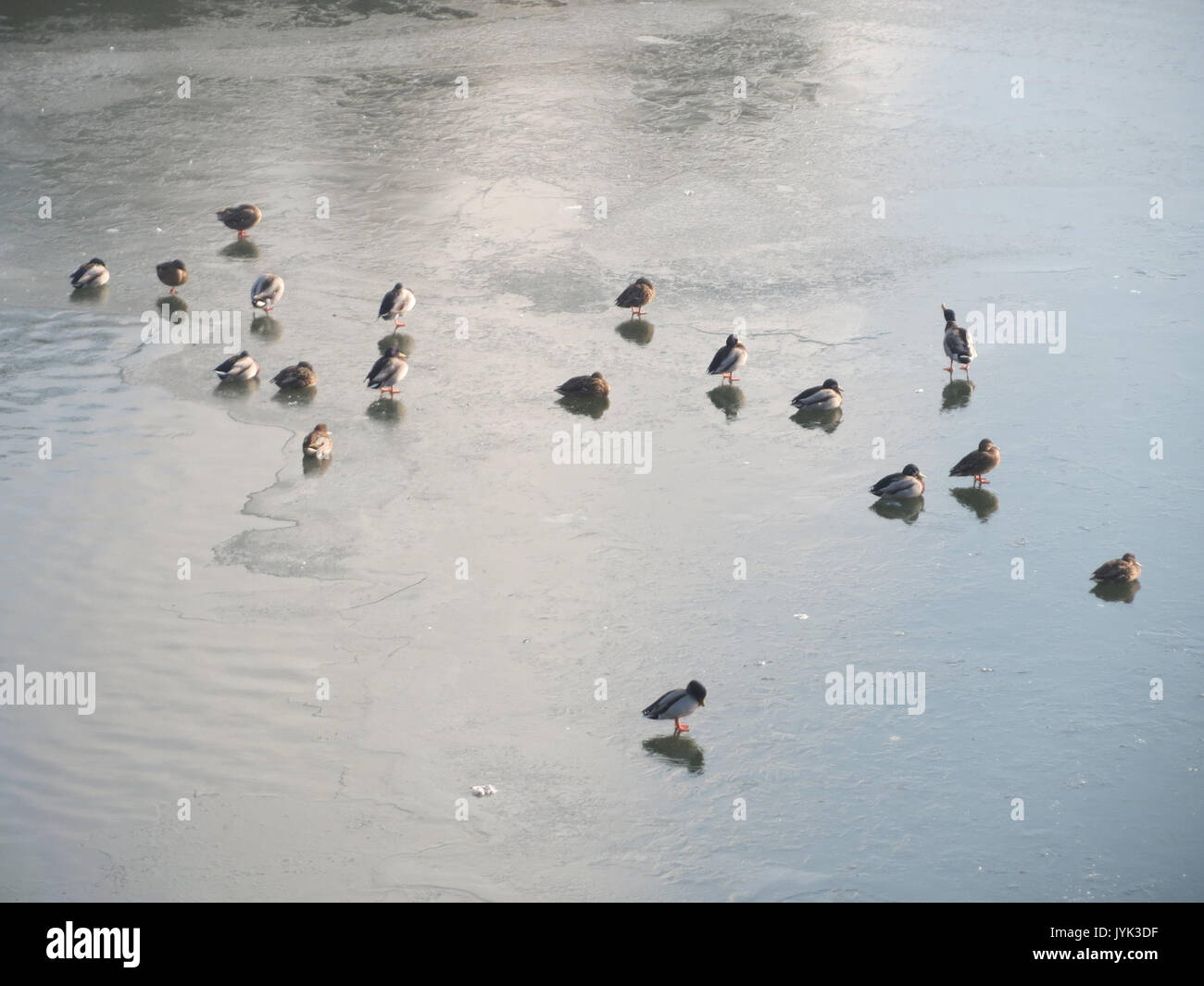 20170123Anas platyrhynchos1 Foto Stock