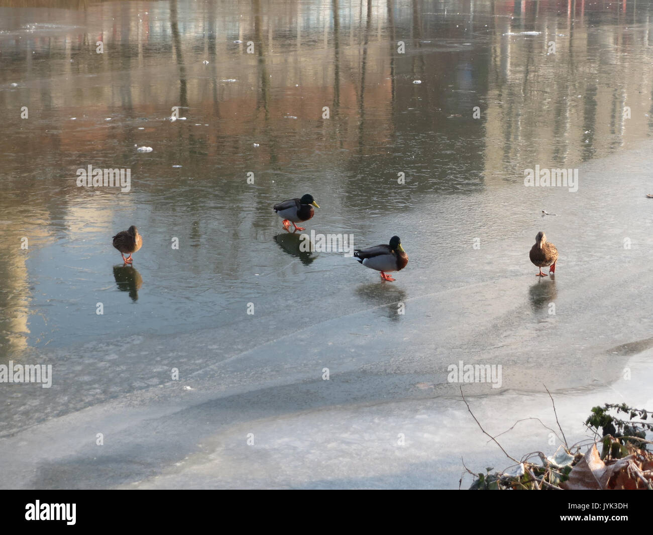 20170123Anas platyrhynchos3 Foto Stock